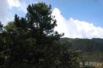 枣阳大阜山鸡