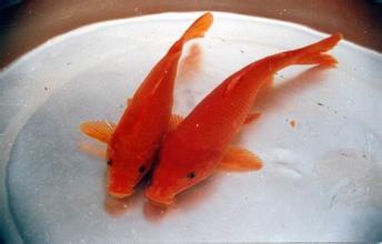 万安玻璃红鲤鱼