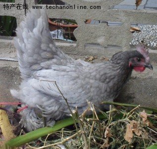 安义瓦灰鸡
