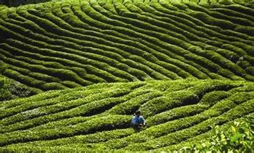 玉皇剑茶