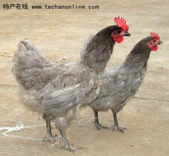 安义瓦灰鸡