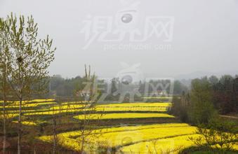 安陆优质油菜