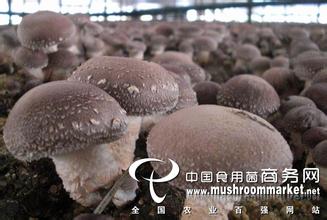 食用菌(香菇)