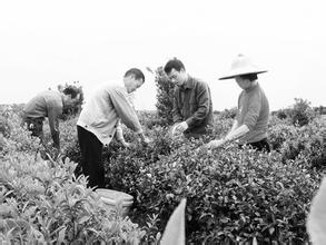 蜀口茶