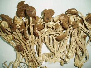 中华神菇-- 茶树菇