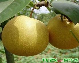 定南蜜梨