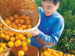 易家河柑橘