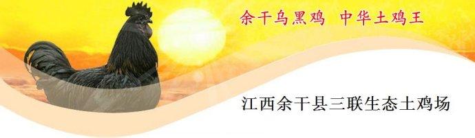 余干乌黑鸡
