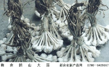鹄山大蒜