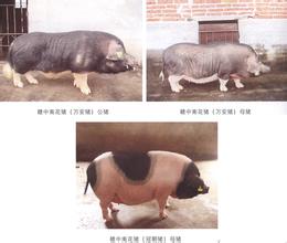 万安猪