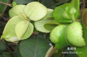 宜春茶片