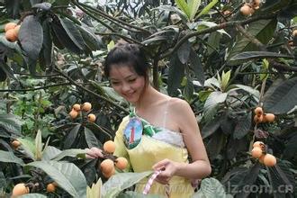 天仙硐枇杷