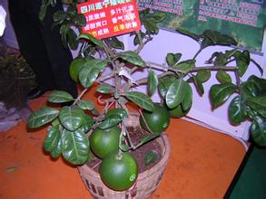 遂宁矮晚柚