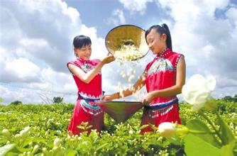 犍为茉莉花茶
