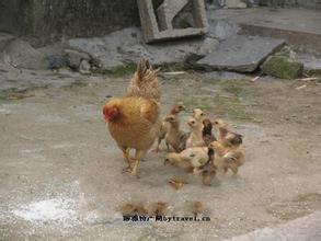 绥阳土鸡