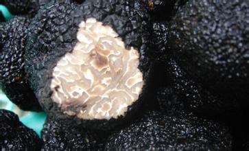 攀枝花块菌