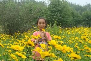 黔西黄花