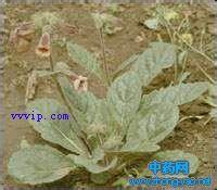 彭水雷公盖白菜