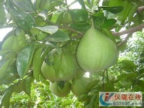 仪陇元帅柚