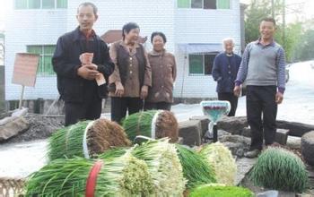 跳磴火葱