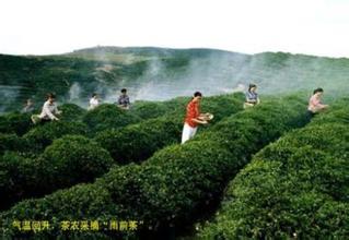 鹤鸣贡茶