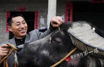 涪陵水牛