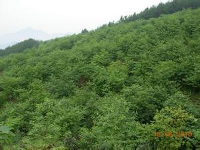 万州山胡椒