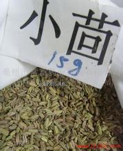 云阳小茴