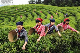 白马山天尺茶