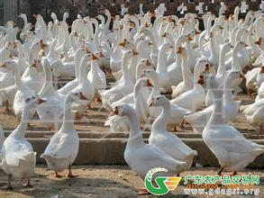 荣昌白鹅