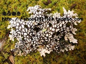 树蝴蝶