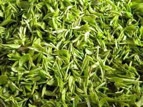 九龙毛尖茶