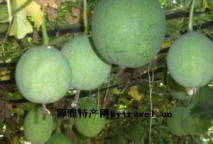 水富瓜蒌