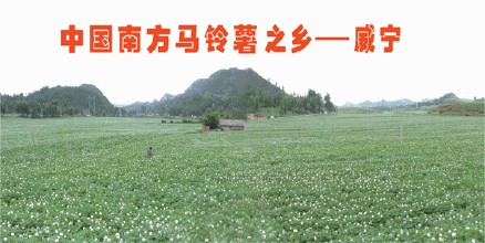 威宁洋芋