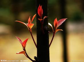 格凸春芽