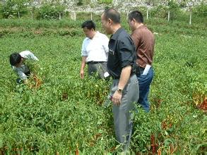 大方皱椒