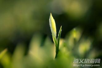 小湾翠芽