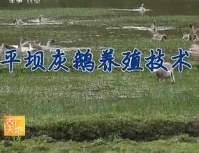 平坝灰鹅