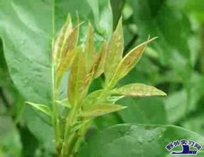 石阡苦丁茶