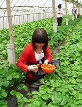 西山草莓