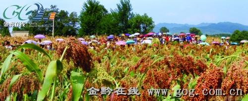 仁怀红高粱