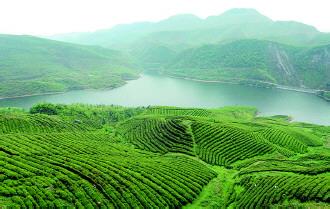 都匀毛尖茶