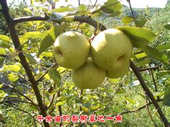 牛场梨