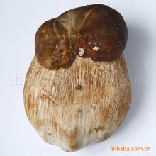 野生牛肝菌
