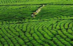 晴隆绿茶