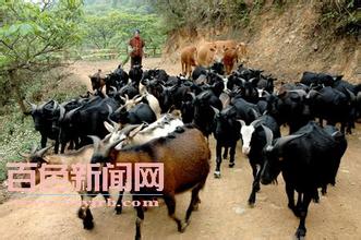 望谟黑山羊