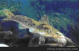 芝麻鲣