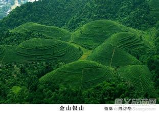 湄潭翠芽