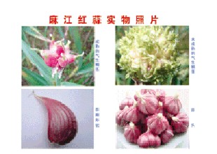 麻江红蒜