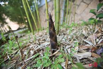 正安山竹笋